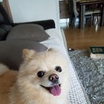 [강아지] 우리집 몽키를 소개합니다~2