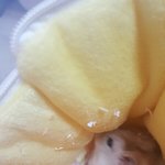 햄스터 집을 청소해보았다 1-2<b>완결</b>