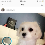 [방탈죄송] **동물병원에서 <b>호텔</b>링강아지 안락사시킴