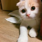 [꼭조언부탁] 저처럼 복잡한 합사도 있나요?ㅜㅜ