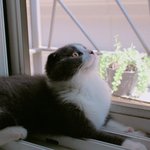 [고양이] 햇살냥이: 고양인 햇살을 좋아해