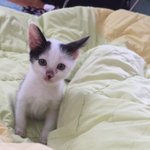 [EXO] 우리 고앵이 아팠을때ㅐ