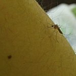 [드루와] 약혐)방금 모기가 팔물길래 기다렸다가 <b>잡음</b>