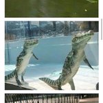 [EXO] <b>악어</b> 실화야?ㅋㅋㅋㅋㅋ