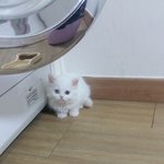 브리티쉬 저희집고양이를 소개합니당