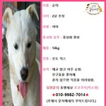 [강아지] 도로 한복판에서 덤프트럭에 치일뻔한 백구 <b>순이</b>
