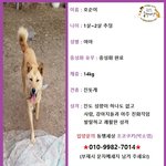 [강아지] 8차선 한 가운데서 길을 잃고 헤매이던 호순이
