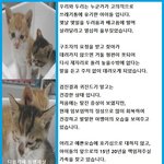 [고양이] 누군가 쓰레기통에 고의적으로 유기한 우리와 두리