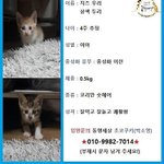 [고양이] 쓰레기장에 버려진 아깽이 남매들