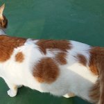 나의 동거묘 도칠이 다시 날라<b>다님</b>.