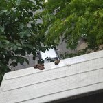 [꼭댓글부탁] 무개념 강아지 주인 ㅡㅡ실외기에 똥을싸요 (사진잇음)