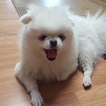 [코코토끼] 코코 와 토끼 _ 오랜만 입니다 코코 토끼 <b>딩크</b> 입니다^^