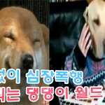 <b>사정</b>없이 심장폭행 해버리는 댕댕이 월드