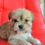 도진/말티믹스/남아/2개월  *도진이는 다섯남매 중에서 제일 <b>활발</b>하고 건강합니다.