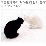 애드라 이거뚱뚱한지 봐<b>쥬</b>랑