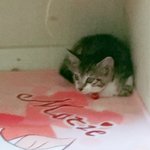 얘두라 고양이 <b>입양</b>했는데 이름뭘로지을까!!!!