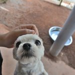 아픔을 딛고 일어선 말티즈 <b>진주</b>의 가족이 되어주세요.