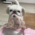 <b>이</b> <b>강아지</b>사진 더없나