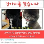 [강아지] 우리<b>아가</b>찾았습니다