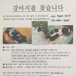 [강아지] 강아지를 애타게 찾습니다ㅠㅠ