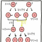 <b>멘델</b>의 분리법칙 있잖아