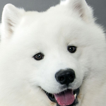 [프로듀스2] 닮은 견종이 매일 바뀌는 연생