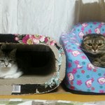 [고양이] 빵꼬네