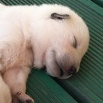 [강아지] 강아지 7마리 <b>자랑</b>