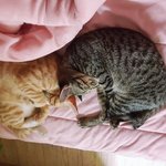 [고양이] 혼자보기아까운 우리냥