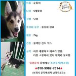 [강아지] 태어나자마자 개장수에게 팔려갔었던 월이와 순돌이