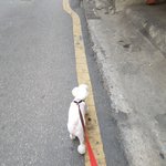 [<b>흰둥이</b>] 2살(?) 개의 이유없는 반항