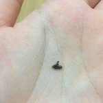 극혐주의 극끄극극극혐 <b>배꼽때</b> 뺐는데