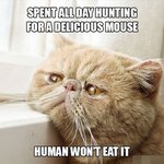 세상<b>만사</b> 우울한 냥이들 ㅋ