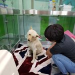 [강아지] 다리뼈가 보이는 백곰이 소식입니다