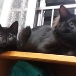 [고양이] 사랑스런~~콩이.팡이