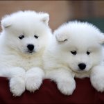 [프로듀스2] 비오는 날 내게 온 백구 ( 형섭이를 주웠다><)