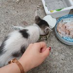 새끼냥이 어떻게해야돼죠ㅜㅜ
