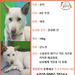 [강아지] 길한켠에서 아기를 낳은채 로드킬의 위험에 처해있던 <b>송이</b>