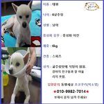 [강아지] <b>앙상</b>하게 마른 몸으로 길거리를 떠돌던 태평이