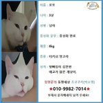 [고양이] 키우다 안락사를 맡긴 고양이 로또