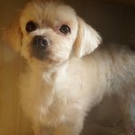 <b>맑음</b>/말티즈/남아(중성화 완료)/2세/3kg  * 순둥순둥하고 맑은...