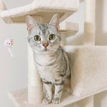 [고양이] 사랑하는 나의 <b>아미</b>짱10