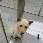 [강아지] 백곰이 병원 소식입니다