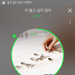 [세븐틴] 스탠딩 처음인데 도와주라ㅠㅠ
