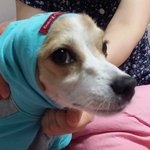 [반려견만두] 내인생반려견만두에요