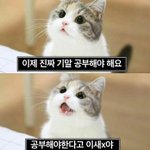 공부 <b>자극</b> 되는 욕이나 말 해 주라