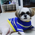 시츄와 <b>스핑크스</b>냥이