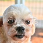 료)/2살/3kg  행복 가득한 <b>나날</b>들을 왕자에게 선물해주세요.