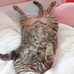 [EXO] 고양이도 더<b>운가</b>봐