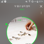 [세븐틴] 보통 정글가면